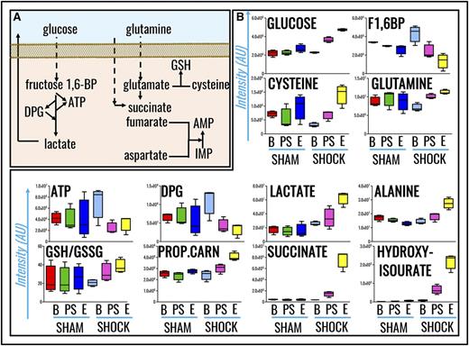 Figure 2. RBC metabolic pathways affected by HS. (A) A schematic overview of these pathways. (B) Single box-and-whisker plots are shown for metabolites with the highest fold change and lowest P values when comparing sham vs shock RBCs (all of the results shown have P values <.01; ANOVA). From left to right, the following color code was used: (sham group) red, baseline; green, postshock; blue, end; (shock group) light blue, shock baseline; purple, postshock; yellow, shock end. 1,6-BP, 1,6-bisphosphate; AMP, adenosine monophosphate; AU, arbitrary unit; B, baseline; E, end; IMP, inosine monophosphate; PROP.CARN, propanoyl-carnitine; PS, postshock.