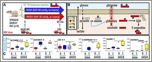Figure 3. In vivo tracing of 13C5 15N2-glutamine in RBCs from rats undergoing HS. (A) Samples were collected at baseline (B) or end (E) (60 minutes through shock) time points in sham (MAP, >80 mm Hg; no trauma) and shock (MAP, <30 mm Hg; no trauma) Sprague-Dawley rats (n = 8). (B) An overview of the expected labeling scheme in downstream metabolites to glutamine catabolism in mitochondria-devoid RBCs. (C) Box-and-whisker plots of key heavy isotopologues of glutamine and its catabolites.