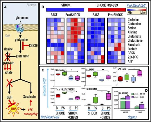 Figure 5. Inhibition of glutaminolysis prevented GSH synthesis and pyruvate transamination in shock rat RBCs, liver, and lung. (A) An overview of the proposed mechanism. (B) Metabolomics analyses revealed that, upon treatment with the glutaminase inhibitor CB-839, baseline and 15-minute postshock rats undergoing severe HS had significant impairments in GSH synthesis and alanine transamination that correlated with exacerbation of RBC accumulation of lactate and succinate (shock vs shock+CB-839). (C-D) A detailed overview of significant changes in glutamate, alanine, lactate, GSH, succinate in RBCs (C), and alanine in liver and lungs (D) is shown in the form of box-and-whisker plots. ETC, electron transport chain.