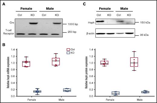 Figure 1. Confirmation of intestinal KO of Heph in adult experimental mice. Genotypes of mice were determined by PCR amplification of the Cre and T-cell receptor sequences from genomic DNA isolated from tail tips followed by agarose gel electrophoresis. The amplicon at ∼1100 bp is the Cre transgene, and the band at ∼230 bp is the T-cell receptor (which was used as a positive control) (A). Expression of Heph mRNA in duodenal enterocytes was assessed by quantitative reverse transcription (qRT)-PCR and normalized to the expression of cyclophilin A (which did not vary significantly between samples) (B). n = 6 mice per group, with duplicate technical replicates. KO of intestinal Heph was also confirmed at the protein level by western blotting (C). The blot shown is representative of 6 independent experiments with similar results. Data are shown as box-and-whisker plots and were analyzed by 2-way ANOVA (B-C). A genotype main effect was noted in regards to Heph mRNA and protein expression (P < .001 for both). No sex main effects or 2-way interactions were noted. Ctrl, control.