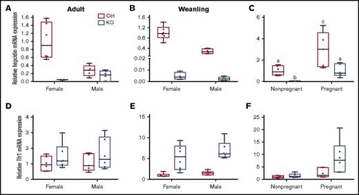 Figure 2. Hepatic hepcidin and Tfr1 mRNA expression in weanling and adult mice of both sexes and genotypes, and in pregnant mice of both genotypes. qRT-PCR was performed to assess hepcidin (A-C) and Tfr1 (D-F) mRNA expression levels in liver samples from adult (A,D), weanling (B,E), and pregnant or nonpregnant female (C,F) mice. Homogeneity of variances was assessed by Levene’s test. Because there was no homogeneity of variance in these data sets (except for Tfr1 expression levels in adults), data were log10 transformed prior to statistical analysis. For ease of interpretation, however, the nontransformed data are shown in the figure. Data are presented as box-and-whisker plots and were analyzed by 2-way ANOVA. Data from experimental genes were normalized to the expression of Rps18. A significant genotype main effect was noted for hepcidin mRNA expression in adult mice (P = .0011) (A). Sex (P = .0013) and genotype (P < .0001) main effects were noted for hepcidin mRNA expression in weanling mice (B). A significant 2-way interaction was noted for pregnancy × genotype (P = .0009), and significant sex (P < .0001) and genotype (P = .0001) main effects were additionally noted for hepcidin mRNA expression in pregnant mice (as compared to nonpregnant females of a similar age) (C). Because a significant 2-way interaction was noted, multiple pairwise comparisons were made by Tukey's HSD post-hoc test; letters atop bars indicate statistically significant differences (P < .05). Tfr1 expression data from adult mice (D) revealed no significant main effects or interactions. In weanling mice, significant sex (P = .0279) and genotype main effects (P < .0001) were noted in regards to Tfr1 mRNA expression (E). The main effects of pregnancy (P = .0001) and genotype (P = .0053) on Tfr1 mRNA expression were significant when pregnant mice were compared to nonpregnant female mice (F). n = 5-6 mice per group, except for the adult, control female group, which had 3 mice, and the weanling, KO female group, which had 4 mice. Each PCR reaction was run in duplicate and Ct values were averaged.