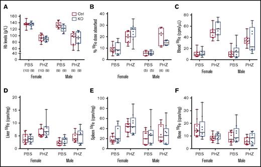 Figure 4. Intestinal Heph is not essential for the enhancement of iron absorption after induction of acute hemolysis. Adult mice were injected with the hemolytic agent (PHZ) to stimulate erythropoiesis. Five days later, iron absorption and utilization were determined. Hb levels were measured from blood samples taken at euthanization (A). Iron (59Fe) absorption (B) and tissue distribution (C-F) were quantified by well-established methods. Data are shown as box-and-whisker plots and were analyzed by 3-way ANOVA. No significant 3-way interactions were noted. A PHZ main effect was noted for all measured parameters (P < .0001 for all). A sex main effect was noted for 59Fe absorption (P = .0068) and for iron accumulation in blood, liver, and bone (P < .011 for all), but no genotype main effects were observed for these parameters. PHZ × sex interactions were noted for blood (P = .0016) and spleen (P = .0107) 59Fe accumulation, and a genotype × sex interaction was observed for 59Fe absorption (P = .0419). The number of mice in each group is indicated in parentheses beneath panel A and is the same for the data shown in all panels, unless otherwise indicated.