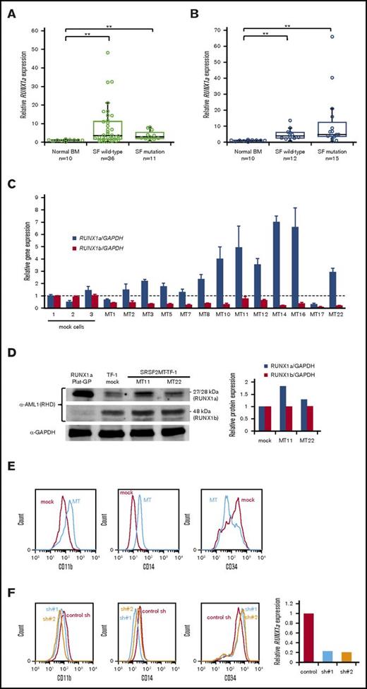 Figure 2. RUNX1a overexpression induced by splicing factor mutations. (A-B) RUNX1a expression levels in CD34+ cells from MDS (A) or MDS/MPN (B) patients with or without splicing factor (SF) mutations. **P < .01. (C) RUNX1 expression levels of 13 SRSF2 mutant (MT)–transduced clones were compared with those of 3 mock-transduced cells. Average transcript expression and standard deviation from triplicate experiments is shown. (D) RUNX1 protein expression in TF-1 cells was verified by immunoblot, and the relative protein level was quantified. RUNX1a-transfected Plat-GP cells were used as a positive control for RUNX1a protein. (E) Representative flow cytometry analysis of mock-transduced cells and SRSF2 mutant (MT)–transduced cells. (F) Phenotypic changes by RUNX1a knockdown in SRSF2 mutant–transduced cells. RUNX1a knockdown was verified by relative RUNX1a expression to GAPDH expression. BM, bone marrow.