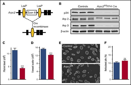 Figure 1. Marked microthrombocytopenia in Arpc2fl/flPF4-Cre mice. (A) Schematic of gene targeting strategy. Exon 8 of the Arpc2 gene, flanked by LoxP sites, was excised by PF4 promoter-driven expression of Cre recombinase. (B) Representative immunoblot demonstrating knockdown of p34 and loss of Arp2 and Arp3. (C) Platelet count (Plts) (n = 6) and (D) size (n = 5) in peripheral blood of the indicated mice. (E) Representative scanning electron microscopy images of resting platelets. Arrows indicate abnormally small platelets in Arpc2fl/flPF4-Cre sample. (F) Percentage of reticulated platelets (n = 6-7). Blue bars, control; red bars, Arpc2fl/flPF4-Cre. Data presented as mean ± SEM, ***P < .001. ns, Not significant.