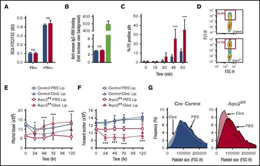 Figure 4. Loss of Arp2/3 leads to macrophage-mediated clearance of platelets. (A) Binding of RCA-fluorescein isothiocyanate to platelets from mice treated (+neu) or not (−neu) with neuraminidase (n = 4-6). (B) Detection of platelet-associated antibodies with anti-mouse–IgG-488 (green bar, positive control). (C) Kinetics of phosphatidyl serine exposure in washed platelets incubated in the presence of 4 mM CaCl2 (n = 6). (D) Representative flow cytometry plot illustrating the interaction of RAW 264.7 macrophages and fluorescently labeled platelets. Changes in peripheral platelet count (E) and platelet size (F) in indicated mice following macrophage depletion by clodronate liposomes (lip) or treatment with PBS liposomes (n = 10). (G) Frequency analysis of circulating platelet size 72 hours after treatment with clodronate liposomes or PBS liposomes (mean distributions of 5-6 mice per group). Blue bars/lines, control; red bars/lines, Arpc2fl/flPF4-Cre. Data presented as mean ± standard deviation. *P < .05, ***P < .001. FSC-H, forward scatter height.