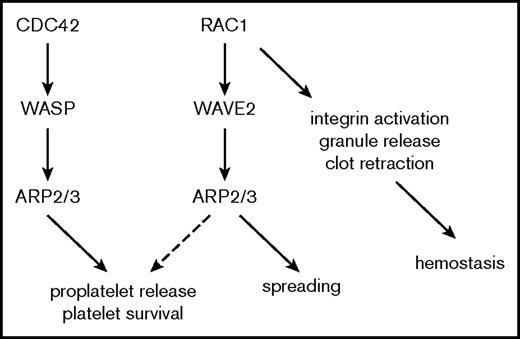 Figure 7. Schematic representation of the role of Arp2/3 in platelet function and platelet homeostasis.