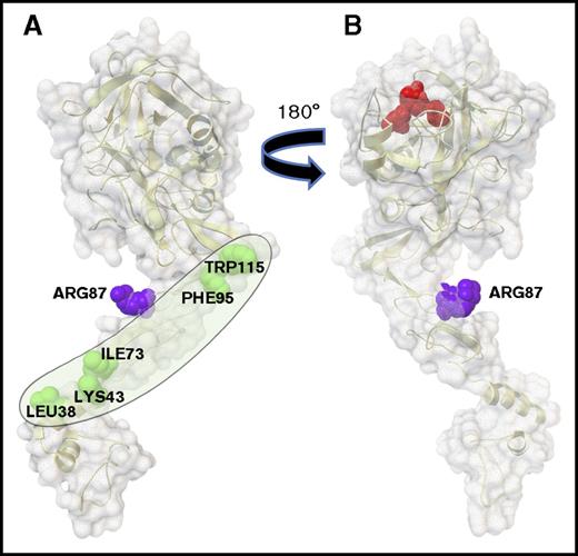 Figure 2. The protein S binding site on APC. APC is depicted with its membrane-binding GLA domain on the bottom followed upward by EGF1, EGF2, and protease domains. (A) The gray oval outlines the protein S binding surface containing 5 labeled amino acid residues (green) whose mutations reduce protein S enhancement of APC’s anticoagulant activity. This surface is on the side opposite from the catalytic triad. (B) When the model in panel A is rotated 180 degrees, the active site triad is visualized on top in red; this surface in panel B lacks residues L38, K43, I73, F95, and W115. Surfaces show Arg87 (purple) whose mutation does not affect protein S cofactor activity. (Images were created using the Python Molecular Viewer v.1.5.6, and the molecular surface was computed using the Maximal Speed Molecular Surface program.17,18)