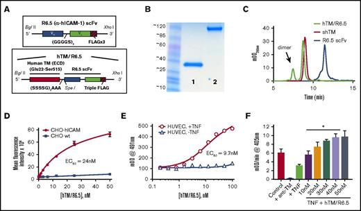 Figure 1. Assembly, characterization, and functional activity of hTM/R6.5 biotherapeutic. (A) Molecular design of R6.5 scFv and hTM/R6.5. (B) Size and purity of recombinant proteins based on sodium dodecyl sulfate-polyacrylamide gel electrophoresis (lane 1, R6.5 scFv; lane 2, hTM/R6.5) and (C) size exclusion high-performance liquid chromatography. hTM/R6.5 has a minor dimer form (indicated by arrow), accounting for ∼20% of absorbance at 280 nm. (D) hTM/R6.5 binds specifically to human ICAM-1–expressing CHO cells (CHO-hICAM), but not wild type (CHO wt). Flow cytometry was performed on each cell type incubated with different concentrations of fluorescently labeled fusion protein. For each reaction, MFI was calculated for 10 000 events. Each reaction was done twice, with mean ± standard deviation (SD) of the MFI shown. (E) hTM/R6.5 binds strongly to TNF-α–stimulated HUVEC but only minimally to nonstimulated ECs. Cell-based enzyme-linked immunosorbent assays were performed on live cells as previously described19 using anti–FLAG-HRP to probe for cell-bound fusion protein. Graph shows mean ± SD. (F) In vitro APC generation assay by cell-bound fusion protein, as described previously.19 TNF-α–stimulated HUVECs show reduced APC generation capacity due to loss of surface TM, although some residual function is seen in comparison with cells treated with an anti-TM blocking mAb. For testing the functional activity of cell-bound hTM/R6.5, TNF-α–stimulated cells were incubated for 30 min at 37°C with various concentrations of fusion protein and then washed to remove nonspecifically bound protein prior to incubation with human thrombin (1 nM) and PC (100 nM). At saturating concentrations of hTM/R6.5 (40-50 nM), the fusion protein more than compensates for the reduction in PC activation induced by TNF-α stimulation (*P < .01 vs TNF only). Graph shows mean ± SD, n = 3 for each condition. EC50, 50% effective concentration; mOD, 1/1000th of an optical density unit.