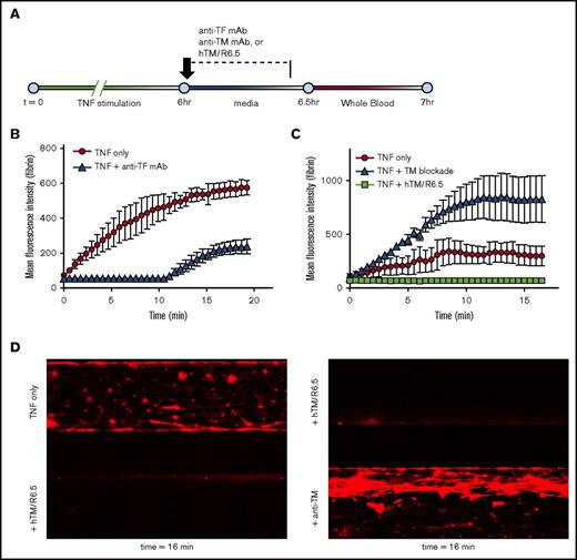 Figure 3. Endothelial TM regulates TF-driven coagulation in inflammatory thrombosis model. (A) Schematic showing experimental design. Endothelialized channels were flow adapted at shear stress of 5 dynes/cm2, stimulated with 1 ng/mL TNF-α for 6 hours, and then treated with antibodies or fusion protein during the first 25 minutes of a 30-minute TNF-α washout period, followed by a 5-minute wash to remove nonspecifically bound protein and, finally, infusion of WB at shear stress of 5 dynes/cm2. (B) Blockade of endothelial TF delays and markedly reduces fibrin deposition (P = .02 for AUC of TNF vs TNF + anti-TF mAb). Graph shows mean ± SEM, with n = 2-3 channels per condition. (C) Blockade of endothelial TM results in significant increase in fibrin deposition (P < .001 for AUC of TNF only vs TNF + TM blockade), whereas treatment of TNF-α–activated endothelium with hTM/R6.5 scFv fusion protein completely eliminates fibrin deposition (P = .03 for AUC of TNF only vs TNF + hTM/R6.5). Graph shows mean ± SEM, with n = 2-3 channels per condition. (D) Representative fluorescent images for panel C show fibrin deposition within endothelialized channels and demonstrate opposing effects of TM inhibition and augmentation.