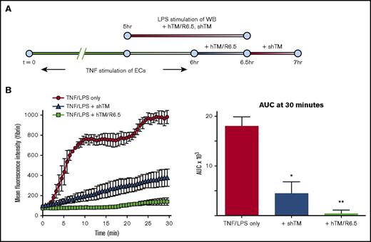 Figure 6. hTM/R6.5 has greater antithrombotic activity than shTM in combined model of endothelial cytokine activation and endotoxemia. (A) Experimental design, showing 6-hr stimulation of endothelialized channels with TNF-α and 90-minute preactivation of WB with LPS (50 ng/mL). In this case, hTM/R6.5 (50 nM) was infused during the TNF-α washout period and mixed into the WB. (B) The fusion protein provided superior antithrombotic effect. Left panels show MFI vs time, mean ± SEM, with n = 2 channels for TNF/LPS only and n = 3 channels for each therapeutic. Right panels show AUC analyses. *P < .05 vs TNF/LPS only; **P < .05 vs both other conditions.