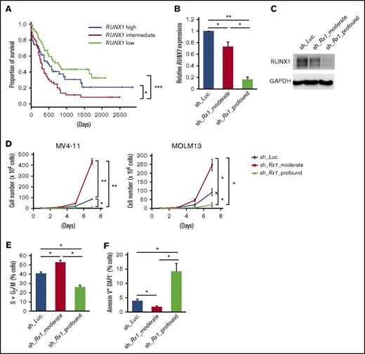 Figure 1. Moderate inhibition of RUNX1 confers proliferative advantage to AML cells. (A) Overall survival of AML patients from TCGA clinical datasets (n = 187). Patients were divided into 3 groups according to their RUNX1 expressions (RUNX1 high: n = 62; RUNX1 intermediate: n = 63; RUNX1 low: n = 62). (B) Efficacy of shRNAs targeting RUNX1. MV4-11 cells were transduced with lentivirus encoding shRNA targeting Luciferase (sh_Luc.) or shRNAs against RUNX1 (sh_Rx1_moderate 1 or sh_Rx1_profound 1) and incubated with 3 μM of doxycycline for 48 h, then total RNA was prepared and analyzed by RT-PCR. Values are normalized to that of control vector-transduced cells (n = 3). (C) Immunoblot showing the RUNX1 expressions in panel B. (D) Growth curves of MV4-11 cells transduced with control (sh_Luc.) or with RUNX1 shRNAs (sh_Rx1_moderate 1 or sh_Rx1_profound 1). Cells were cultured in the presence of 3 μM of doxycycline (n = 3). (E) RUNX1 depletion-mediated change in the number of cells with S + G2/M phase DNA content. MV4-11 cells transduced with control (sh_Luc.) or with RUNX1 shRNAs (sh_Rx1_moderate 1 or sh_Rx1_profound 1) were cultured in the presence of 3 μM of doxycycline. Forty-eight hours after treatment, cells were harvested and subjected to flow cytometric analysis (n = 3). (F) Frequency of early apoptotic cell death induced by RUNX1 silencing. MV4-11 cells transduced with control (sh_Luc.) or with RUNX1 shRNAs (sh_Rx1_moderate 1 or sh_Rx1_profound 1) were treated as in panel E, and the early apoptotic cells (annexin V+ DAPI−) were scored by flow cytometric analysis (n = 3). Data are mean ± SEM values. *P < .05; **P < .01, by 2-tailed Student t test (except for panel A); ***P < .001, by log-rank (Mantel-Cox) test.