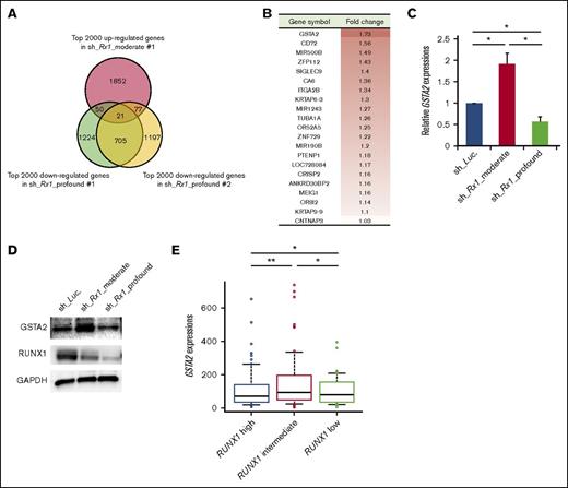 Figure 2. Upregulation of GSTA2 in RUNX1 moderately attenuated AML cells. (A) Venn diagram showing the common genes that are upregulated in the RUNX1 moderately inhibited MV4-11 cells (sh_Rx1_moderate_1) while tightly downregulated in the RUNX1 profoundly inhibited ones (sh_Rx1_profound_1 and 2). (B) List of 21 genes extracted in panel A. Fold change of each gene was calculated by dividing the signal intensity of each gene in RUNX1 moderately inhibited MV4-11 cells by that in MV4-11 cells transduced with control (sh_Luc.). (C) GSTA2 expressions were determined in MV4-11 cells transduced with lentivirus encoding shRNA targeting Luciferase (sh_Luc.) or shRNAs against RUNX1 (sh_Rx1_moderate 1 or sh_Rx1_profound 1). Cells were incubated with 3 μM of doxycycline for 48 h, then total RNA was prepared and analyzed by RT-PCR. Values are normalized to those of control vector-transduced cells (n = 3). (D) Immunoblot of GSTA2, RUNX1, and GAPDH in MV4-11 cells used in panel C. (E) GSTA2 expressions were analyzed in the AML patients from TCGA clinical datasets as in Figure 1A (RUNX1 high: n = 62; RUNX1 intermediate: n = 63; RUNX1 low: n = 62). Data are mean ± SEM values. *P < .05; **P < .01, by 2-tailed Student t test.