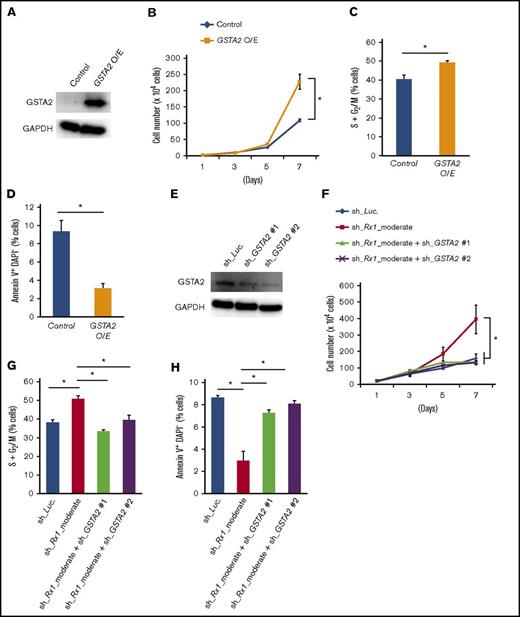 Figure 3. GSTA2 confers proliferation of AML cells through promoting cell cycle advancements. (A) Immunoblot of GSTA2 and GAPDH in MV4-11 cells transduced with lentivirus expressing GSTA2 or control. Cells were incubated with 3 μM of doxycycline for 48 h before being lysed for protein extraction. (B) Growth curves of MV4-11 cells transduced with control or GSTA2-expressing vector (GSTA2 O/E). Cells were cultured in the presence of 3 μM of doxycycline (n = 3). (C) Additive GSTA2 expression-mediated change in the number of cells with S + G2/M-phase DNA content. MV4-11 cells transduced with control or GSTA2-expressing vector (GSTA2 O/E) were cultured in the presence of 3 μM of doxycycline. Forty-eight hours after treatment, cells were harvested and subjected to flow cytometric analysis (n = 3). (D) Frequency of early apoptotic cell death induced by additive GSTA2 expression. MV4-11 cells transduced with control or GSTA2-expressing vector (GSTA2 O/E) were treated as in panel C, and the early apoptotic cells (annexin V+ DAPI−) were scored by flow cytometric analysis (n = 3). (E) Immunoblot of GSTA2 and GAPDH in MV4-11 cells transduced with lentivirus encoding shRNA targeting Luciferase (sh_Luc.) or shRNAs against GSTA2 (sh_GSTA2 1 or sh_GSTA2 2). Cells were incubated with 3 μM of doxycycline for 48 h. (F) Growth curves of MV4-11 cells transduced with lentivirus encoding shRNA targeting Luciferase (sh_Luc.) or shRNAs against GSTA2 (sh_GSTA2 1 or sh_GSTA2 2) with or without simultaneous transduction of shRNA targeting RUNX1 (sh_Rx1_moderate). Cells were cultured in the presence of 3 μM of doxycycline (n = 3). (G) Additive GSTA2 knockdown-mediated change in the number of cells with S + G2/M-phase DNA content were determined in RUNX1 moderately attenuated MV4-11 cells. MV4-11 cells were cultured in the presence of 3 μM of doxycycline as in panel F. Forty-eight hours after treatment, cells were harvested and subjected to flow cytometric analysis (n = 3). (H) Frequency of early apoptotic cell death induced by additive GSTA2 knockdown in RUNX1 moderately attenuated MV4-11 cells. MV4-11 cells were cultured and treated as in panel G, and the early apoptotic cells (annexin V+ DAPI−) were scored by flow cytometric analysis (n = 3). Data are mean ± SEM values. *P < .05, by 2-tailed Student t test. O/E, overexpression.