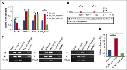Figure 5. Moderate inhibition of RUNX1 paradoxically upregulates total RUNX expression. (A) Expressions of RUNX1, RUNX2, RUNX3, and total RUNX (Pan_RUNX) were determined in MV4-11 cells transduced with control (sh_Luc.) or with RUNX1 shRNAs (sh_Rx1_moderate and sh_Rx1_profound) in the presence of 3 μM of doxycycline for 24 h. Values are normalized to those of control vector-transduced cells (n = 3). (B) Schematic illustrations show proximal promoter region (−2000 bp to +500 bp of transcriptional start site) of GSTA2. (C) ChIP analysis in MV4-11 cells using anti-RUNX1, anti-RUNX2, or anti-RUNX3 antibodies, an isotope-matched control IgG and anti-histone H3 antibody. ChIP products were amplified by PCR to determine abundance of the indicated amplicons. R1 and R2 correspond to RUNX consensus-binding sequences in the GSTA2 promoter, as is described in panel B. PRL30 was used as a negative control. (D) Luciferase reporter assay of GSTA2 promoter. HEK293T cells were transduced with the indicated lentivirus vectors as well as with luciferase reporter plasmids and then incubated with 3 μM of doxycycline. Forty-eight hours after treatment, relative luciferase activity was determined (n = 3). Data are mean ± SEM values. *P < .05, by 2-tailed Student t test; **P < .01; ***P < .001.