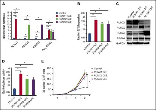Figure 6. RUNX family members transactivate GSTA2 expression. (A) Expressions of RUNX1, RUNX2, RUNX3, and total RUNX (Pan_RUNX) were determined in MV4-11 cells transduced with control or with expressing vectors of RUNX1, RUNX2, and RUNX3 in the presence of 3 μM of doxycycline for 24 h. Values are normalized to those of control vector-transduced cells (n = 3). (B) Expressions of GSTA2 were determined in MV4-11 cells as in panel A. Values are normalized to those of control vector-transduced cells (n = 3). (C) Expressions of RUNX1, RUNX2, RUNX3, GSTA2, and GAPDH were determined in MV4-11 cells transduced with control or with expressing vectors of RUNX1, RUNX2, and RUNX3 in the presence of 3 μM of doxycycline for 48 h (n = 3). (D) Luciferase reporter assay of GSTA2 promoter. HEK293T cells were transduced with the indicated lentivirus vectors as well as with luciferase reporter plasmids and then incubated with 3 μM of doxycycline. Forty-eight hours after treatment, relative luciferase activity was determined (n = 3). (E) Growth curves of MV4-11 cells as in panel A. Cells were cultured in the presence of 3 μM of doxycycline (n = 3). Data are mean ± SEM values. *P < .05, by 2-tailed Student t test; **P < .01.