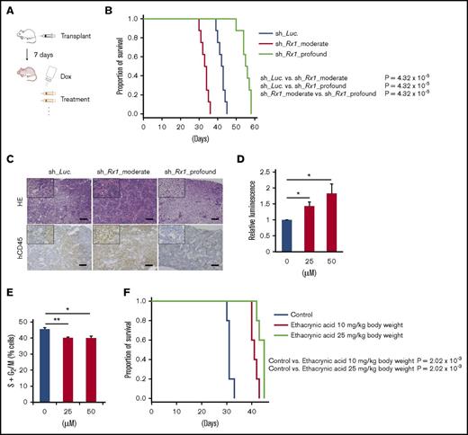 Figure 7. Effective control of AML through targeting RUNX-GST-ROS axis in vivo. (A) Schematic diagram showing the xenotransplantation AML model in NOG mice. Mice were transplanted with 2 × 106 cells/body of MV4-11 cells stably transduced with indicated lentivirus via tail veins (day 1). At day 7, po doxycycline administration through drinking water was started. In experiments using ethacrynic acid, mice were treated either by daily po ethacrynic acid or control until they showed any physical sign of AML development. (B) Overall survival of NOG mice transplanted with MV4-11 cells properly transduced with control (sh_Luc.) or with RUNX1 shRNAs (sh_Rx1_moderate 1 and sh_Rx1_profound 1) (n = 8). P value by log-rank (Mantel-Cox) test. (C) Representative microscopic images of bone marrow prepared from AML xenograft mice as in panel B (21 d posttransplantation). Results obtained from hematoxylin and eosin (HE) staining and immunohistochemical staining with anti-human CD45 antibody were shown (original magnification ×4 and ×20 (insets); scale bars, 100 μm). (D) Intracellular ROS content was measured in MV4-11 cells treated with ethacrynic acid at 25 to 50 μM or DMSO for 72 h (n = 3). (E) The number of cells with S + G2/M-phase DNA content was determined in MV4-11 cells as in panel D. Seventy-two hours after treatment, cells were harvested and subjected to flow cytometric analysis (n = 3). (F) Overall survival of NOG mice transplanted with MV4-11 cells properly transduced with sh_Rx1_moderate 1. Mice were treated either by daily po ethacrynic acid (10 to 25 mg/kg body weight) or by control solvents (n = 5). P value by log-rank (Mantel-Cox) test. *P < .05; **P < .01.