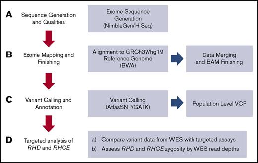 Figure 2. Mercury analysis pipeline. (A) Raw data from the sequencing instrument is passed to primary analysis software to generate sequence reads and base call confidence values (qualities). (B) Reads and qualities are passed along to a mapping tool Burrows-Wheeler algorithm (BWA) for comparison with a reference genome. The placement of reads on the reference genome produces a Binary-format Sequence Alignment Map (BAM) file and individual event BAMs were merged to make a single sample-level BAM file. (C) AtlasSNP and Genome Analysis Toolkit (GATK) are used to identify variants and produce annotated variant call files (VCFs). (D) In this study, we specifically interrogated WES data for the RHD and RHCE genes compared with conventional targeted assays.