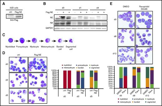 Figure 3. Forced expression of NELF-E inhibits granulocytic differentiation. (A) Mouse 32Dcl3 cells were stably transfected with empty vector (ctrl) or Flag-tagged NELF-E (Flag-NE) and blotted with anti-Flag antibody. (B) Western blot of NELF-A and -E protein from 32D cells transfected with or without Flag-tagged NELF-E (Flag-NE). Protein extraction was done in undifferentiated cells (day 0) and cells differentiated for 1 day (d1) and 4 days (d4). Two independent Flag-NE transfected cell lines were shown. Red asterisk indicates Flag-NE that is slightly bigger than endogenous NELF-E. GAPDH is used as a loading control. (C) Representative images of MGG staining showing the morphology of human granulocytic differentiation from myeloblasts to mature segmented neutrophils. (D) MGG staining to compare the morphology of murine 32D cells expressing Flag-NE with control cells during neutrophil differentiation (original magnification ×200). (E) MGG staining to compare morphology of differentiating cells from human CD34+ HSPCs treated with dimethyl sulfoxide (DMSO) vs flavopiridol (Flavo) (original magnification ×200). (D-E) The percentages of different cell types at various time points during differentiation are shown on the bar charts. Quantitative results represent average percentages by counting 100 cells per experiment from 3 independent experiments.
