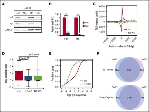 Figure 4. NELF depletion leads to a genome-wide loss of transcription in progenitor cells. (A) Western blot of NELF-B and -E in human CD34+ HSPCs transfected with a scramble siRNA (ctrl), or siRNA targeting NELF-B or -E. Protein extraction was done on day 3 posttransfection. GAPDH is used as a loading control. (B) Quantification of western blot in A by imageJ. Protein level is normalized to GAPDH and presented as fold change relative to control samples (n = 3; mean ± SEM; **P < .01). (C) Metagene analysis showing Pol II occupancy measured by GRO-seq on both sense and antisense strands in human CD34+ HSPCs transfected with control-siRNA (ctrl) or siRNA targeting NELF-E (NE-KD). Cells were collected on day 3 posttransfection. (D) Boxplot analysis to compare PI between cells transfected with a control-siRNA (ctrl), or siRNA targeting NELF-B (NB-KD) or -E (NE-KD). (E) Cumulative distribution function analysis to compare PI distribution in cells transfected with a control-siRNA (ctrl), or siRNA targeting NELF-E (NE-KD). (F) Venn diagram showing the overlap of upregulated (“up”) and downregulated genes (“down”) between NELF-B and NELF-E knockdown cells.