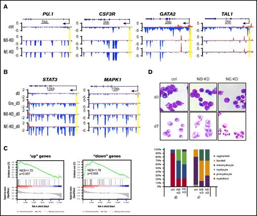 Figure 5. NELF depletion in HSPCs promotes granulocytic differentiation. (A) Genome browser captures of GRO-seq for granulocytic differentiation regulator genes (PU.1 and CSF3R) and progenitor genes (TAL1 and GATA2) in NELF-depleted HSPCs. Scale bar and gene diagram are depicted above the captures. Yellow shades highlight promoter peaks. (B) Genome browser captures of GRO-seq for STAT3 and MAPK1 to compare transcription activity among HSPCs (day 0), 3-day differentiated granulocytes (Gra_d3) and NELF-depleted HSPCs (NB-KD_d0 and NE-KD_d0). (C) Gene-set enrichment analysis plots to compare differentially regulated genes between NELF-depleted HSPCs and 3-day differentiated granulocytes. Genes upregulated (left) or downregulated (right) in NELF-depleted HSPCs are indicated as black bars in the middle. A strong bias for these genes to also be upregulated (left) or downregulated (right) upon granulocytic differentiation is reflected in the top plots. (D) MGG staining to compare cell morphology between control cells (ctrl) and NELF knockdown cells during granulocytic differentiation (original magnification ×200). The percentages of different cell types at various time points during differentiation are shown on the bar charts. Quantitative results represent average percentages by counting 100 cells per experiment from 3 independent experiments. NES, normalized enrichment score.