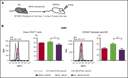 Figure 1. AT-406 decreases the expression of XIAP in donor T cells and host nonhematopoietic target cells after allo-BMT. (A-B) BALB/c animals received 8.5 Gy on day −1 and received transplants of 0.5 × 106 CD90.2+ splenic T cells along with 5 × 106 TCD-BM cells from either syngeneic BALB/c or allogeneic MHC-mismatched B6 donors. Recipient animals received either AT-406 (10 mg/kg) or its diluent subcutaneously on days −1, +1, +3, +5, and +7 after BMT. (A) Schema of experiment. (B) XIAP expression of donor CD3+ T cells in the spleen and CD326+ epithelial cells of the small intestine was evaluated by FACS staining on day 8. Representative figure (left) and pooled data (right) from 5 to 8 animals are shown. *P < .05, **P < .01. The bar shows the mean ± standard error of the mean (SEM).