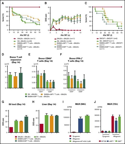 Figure 3. IAPs are not required in donor T cells to modulate GVH responses. (A-B) BALB/c animals received 8.5 Gy on day −1 and received transplants of 0.5 × 106 CD90.2+ splenic T cells from either syngeneic BALB/c or allogeneic MHC-mismatched B6-WT, B6-cIAP1−/−, or B6-XIAP−/− animals along with 5 × 106 TCD-BM cells from either syngeneic BALB/c or allogeneic B6 donors. Survival (A) and GVHD clinical score (B) (n = 11-29 per group). Pooled data from 4 independent experiments are shown. (C) B6D2F1-recipient animals received 11 Gy on day −1 and received transplants of 3 × 106 CD90.2+ splenic T cells from either syngeneic B6D2F1 or haploidentical MHC-mismatched B6-WT, B6-cIAP1−/−, or B6-XIAP−/− animals along with 5 × 106 TCD-BM cells from either syngeneic B6D2F1 or allogenic B6 donors. Survival (n = 5-11 per group). Pooled data from 2 independent experiments are shown. (D-F) Expansion of donor T cells (H-2kb+CD4+CD8+) (D), CD69+ T cells (E), and IFN-γ–producing T cells (F) in the spleen on day 14 after allo-BMT (n = 3-4 per group, pooled from 2 experiments). The bar shows the mean ± SEM. (G-H) The histopathological GVHD score in the GI tract (small and large intestines) (G) and liver (H) on day 14 after allo-BMT (n = 3-4 per group, pooled from 2 experiments). The bar shows the mean ± SEM. (I) In vitro MLR. Isolated splenic CD90.2+ T cells from either BALB/c or B6-WT animals were cultured with BMDCs derived from animals in the presence or absence of AT-406 (1 µM) for 96 hours and analyzed for proliferation after 3H-thymidine incorporation during the last 16 hours of incubation. A representative figure from 3 independent experiments is shown. The bar shows the mean ± SEM. (J) In vitro MLR. Isolated splenic CD90.2+ T cells from either B6-WT, B6-cIAP1−/−, or B6-XIAP−/− animals were cultured with BMDCs derived from syngeneic B6 or allogeneic BALB/c animals for 72 hours and analyzed for proliferation after 3H-thymidine incorporation during the last 16 hours of incubation. The bar shows the mean ± SEM. CPM, counts per minute.