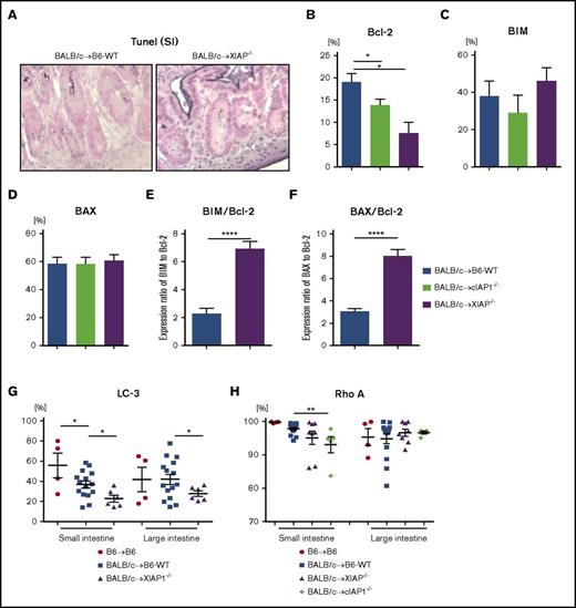 Figure 7. IAPs on host target tissues coordinately regulate gut homeostasis by distinct mechanisms in GVHD. B6-WT and B6-XIAP−/− or cIAP1−/− animals received 10 Gy on day −1 and received transplants of 3 × 106 CD90.2+ splenic T cells along with 5 × 106 TCD-BM cells from either syngeneic B6 or allogeneic MHC-mismatched BALB/c donors. TUNEL staining and anti- or proapoptotic protein expression in intestinal epithelial cells were evaluated on day 7 after allo-BMT. (A) The representative figures of TUNEL staining of small intestine on day 7 after allo-BMT are shown. Original magnification ×40; TUNEL staining (nuclei purple) with a counterstain of Nuclear Fast Red (nuclei pink). (B-F) The expression of anti- or proapoptotic proteins in CD326+ intestinal epithelial cells on day 7 after allo-BMT: BCL-2 (B), BIM (C), BAX (D), and the ratios of BIM/BCL-2 (E) and BAX/BCL-2 (F). (G) LC3 expression in CD326+ intestinal epithelial cells from animals receiving transplants on day 7 after BMT was analyzed by FACS (n = 4-15, pooled from 3 independent experiments). *P < .05, **P < .01, ****P < .0001. The data are the means ± SEMs. (H) ρ-A expression in CD326+ intestinal epithelial cells from animals receiving transplants on day 7 after BMT was analyzed by FACS (n = 4-15, pooled from 3 independent experiments). **P < .01, when compared between allogeneic B6-WT and cIAP−/− animals. The data are the means ± SEMs.