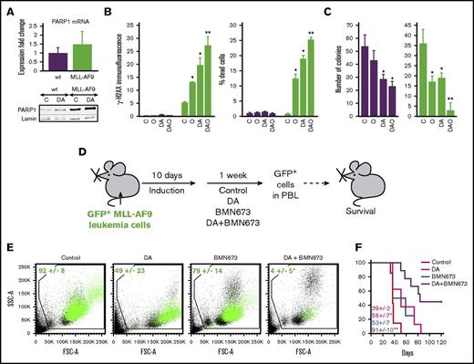 Figure 2. The effect of PARP1 inhibitor BMN 673 with or without cytotoxic drugs against MLL-AF9 leukemia in mice. (A-C) mBMCs expressing MLL-AF9 (MLL-AF9, green bars) or empty plasmid (wt, purple bars) were untreated (C) or treated with 10 nM doxorubicin plus 15 nM cytarabine (DA), 5 μM or 1 μM olaparib (O in B and C, respectively), and doxorubicin plus cytarabine plus olaparib (DAO) for 24 and 72 hours (A-B and C, respectively. (A) Real-time quantitative PCR analysis of PARP1 messenger RNA expression (top); western blot analysis of PARP1 and lamin (loading control) in nuclear cell lysates (bottom). (B) γ-H2AX fluorescence intensity (left) and percentage of dead cells (right). Results represent mean ± SD from 3 independent experiments. *P < .001 and **P ≤ .002 when compared with control and single treatment, respectively, using Student t test. (C) Mean number of colonies per 104 cells ± SD in methylcellulose (triplicate experiment). *P < .02 and ** P < .002 in comparison with control and individual treatment, respectively, using Student t test. (D) Experimental design: syngeneic mice were injected with 1 × 105 GFP+MLL-AF9 leukemia cells and were treated 10 days later with vehicle (Control), DA, BMN 673, or DA plus BMN 673. GFP+ leukemia cells in peripheral blood leukocytes and median survival time were scored. (E) GFP+MLL-AF9 leukemia cells (green dots) in representative plots (n = 3-4 per group). Results represent the mean percentage of GFP+MLL-AF9 leukemia cells ± SD. *P = .02 in comparison with other groups using the response additivity approach. (F) Survival curves and MST (7-9 mice/group). * P < .04 and ** P < .03 in comparison with Control and other groups, respectively, using Kaplan-Meier log-rank test.