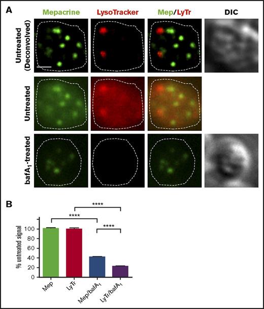 Figure 3. Mepacrine labeling is less sensitive to deacidification than LysoTracker labeling in platelets. (A) Platelets were pretreated with vehicle or with bafA1 and then labeled with mepacrine (green) and LysoTracker Red DND-99 (red) together with vehicle or 100 nM bafA1 for 30 min. Shown is a single-plane image of a single platelet from each treatment, showing each label alone or merged (Mep/LyTr) and the corresponding DIC image; the middle and lower panels are raw images, and the upper panels are deconvolved images of the middle panels. The cell outline is based on the DIC image (dotted line). Scale bar, 1 μm. (B) Quantification of fluorescence intensities of mepacrine or LysoTracker Red in control or bafA1-treated cells (taken from raw images), expressed as a percentage of the untreated control (mean ± SD). N = 105 platelets from 3 separate experiments. Platelets were analyzed by wide-field microscopy at room temperature with a Leica DM IRBE equipped with a 100× Plan Apochromat objective lens (1.4 NA), a Hamamatsu Orca Flash 4 CMOS camera, and Leica Application Suite software. Imaging medium was modified, calcium-free Tyrode’s buffer. Deconvolution was performed with Leica Application Suite software using 3 iterations of Gold’s iterative deconvolution algorithm. Mepacrine has an excitation/emission of 436/525 nm; LysoTracker Red excitation/emission: 577/590 nm. ****P < .0001.