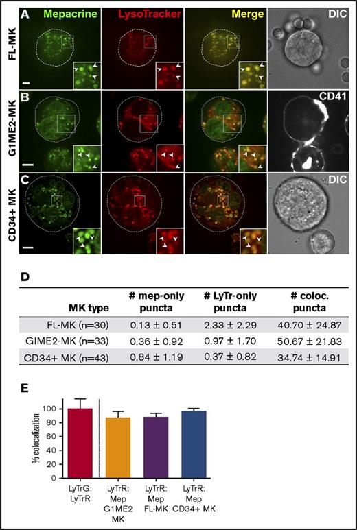 Figure 4. Mepacrine labels acidic endolysosomes in MKs. Murine fetal liver-derived MKs (FL-MKs) (A,D-E), G1ME2 cells differentiated for 3-4 days to MKs (G1ME2-MK) (B,D-E), or human CD34-positive HPC-derived MKs (CD34+ MK) (C-E) were incubated with 50 μM mepacrine (green) and 200 nM LysoTracker Red DND-99 (red) for 30 min; cells in panel B were also incubated with Alexa Fluor-647-conjugated anti-CD41 antibody. Images are of a single plane; panel C is deconvolved. In panels A and C, a corresponding DIC image is shown, and the cell outline is indicated by the dotted line (A-C). In panel B, CD41 labeling is also shown; ×2 magnification of boxed regions (insets); examples of overlap between mepacrine and LysoTracker (arrowheads). Scale bars, 5 μm. (D) The number (mean ± SD) of puncta per platelet labeled by mepacrine alone (#mep-only), LysoTracker Red alone (#LyTr-only), or both (#coloc.) in G1ME2-MK (n = 33), FL-MK (n = 30), and CD34+ MK (n = 43). (E) Quantification of the percentage (mean ± SD) of mepacrine labeling that colocalized with LysoTracker Red labeling in each cell type (n = 33 G1ME2-MK; n = 30 FL-MK; n = 43 CD34+ MK). Values are normalized to 100% for overlap of LysoTracker Red with LysoTracker Green DND-26 in G1ME2-MK (n = 79). Fetal-liver MKs were imaged by spinning-disk confocal microscopy at room temperature with an Olympus IX71 inverted microscope equipped with a Hamamatsu ImagEM EM-CCD camera, a 60× Plan Apo water immersion objective (1.2 NA), and MetaMorph software. G1ME2-MKs were imaged by spinning-disk confocal microscopy at room temperature with an Ultraview inverted microscope equipped with a 63× Plan Apochromat lens, a Hamamatsu Orca-ER CCD camera, and Volocity software. CD34+ MKs were imaged by wide-field microscopy at room temperature with a Leica DM IRBE equipped with a 100× Plan Apochromat objective lens (1.4 NA), a Hamamatsu Orca Flash 4 CMOS camera, and Leica Application Suite software. Imaging medium was IMDM. Mepacrine has an excitation/emission of 436/525 nm; LysoTracker Red excitation/emission: 577/590 nm. LyTrG, LysoTracker Green; LyTrR, LysoTracker Red.