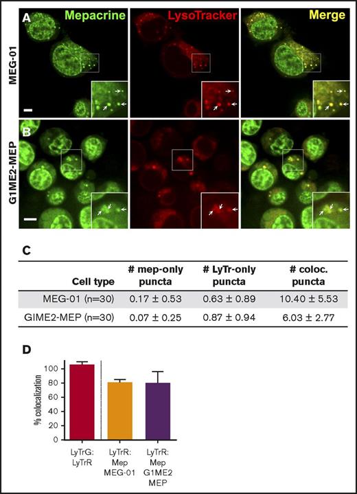 Figure 5. Mepacrine and LysoTracker accumulate in the same compartments in MEG-01 and undifferentiated G1ME2 MK-erythroid progenitors. MEG-01 cells (A,C-D) or G1ME2 MK-erythroid progenitor cells (G1ME2-MEP) (B,C-D) were incubated with 50 μM mepacrine (green) and 200 nM LysoTracker Red DND-99 (red) for 30 min. Images are of a single plane and not deconvolved. Scale bar, 5 μm; ×2 magnifications of boxed regions (insets); examples of overlap (arrows). (C) Quantification of the number (mean ± SD) of puncta per platelet labeled by mepacrine alone (# mep-only), LysoTracker Red alone (# LyTr-only), or both (# coloc.) in 30 cells of each type. (D) Quantification of the percentage (mean ± SD) of mepacrine labeling that colocalized with LysoTracker in MEG-01 (n = 37) and G1ME2-MEP (n = 43) cells, normalized to values for colocalization of LysoTracker Red with LysoTracker Green DND-26 in G1ME2-MK (N = 79), as in Figure 4. MEG-01 cells and G1ME2-MEPs were imaged by spinning-disk confocal microscopy at room temperature with an Ultraview inverted microscope equipped with a 63× Plan Apochromat lens, a Hamamatsu Orca-ER CCD camera, and Volocity software. Imaging medium was IMDM. Mepacrine has an excitation/emission of 436/525 nm; LysoTracker Red excitation/emission: 577/590 nm.