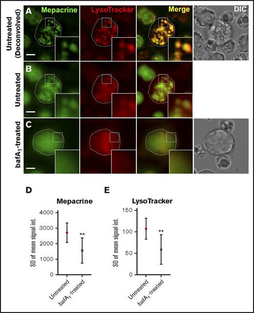 Figure 6. Labeling by mepacrine and by LysoTracker are equally sensitive to deacidification in G1ME2-derived MKs. G1ME2-MKs were pretreated with vehicle alone (untreated) (A-B) or 100 nM bafA1 (C) for 30 min and then labeled with 50 μM mepacrine (green) and 200 nM LysoTracker Red DND-99 for another 30 min in the presence of vehicle or bafA1. Each of the images in panel A are deconvolved from raw, single-plane images shown in panel B; the images in panel C are raw. Corresponding DIC images are shown in panels A and C, and cell outlines based on DIC images are shown by the dotted line. Scale bars, 5 μm; ×2.5 magnifications of boxed region (insets). (D,E) Quantification of the standard deviation in signal intensity of labeling by mepacrine (D) and LysoTracker (E) in vehicle-treated cells (untreated; n = 30) or with bafA1 (n = 30). The difference in signal intensity between treatments was evaluated by unpaired 2-tailed t test. G1ME2-MKs were imaged by spinning-disk confocal microscopy at room temperature with an Ultraview inverted microscope equipped with a 63× Plan Apochromat lens, a Hamamatsu Orca-ER CCD camera, and Volocity software. Imaging medium was IMDM. Mepacrine has an excitation/emission of 436/525 nm; LysoTracker Red excitation/emission: 577/590 nm. **P < .01. int., intensity.