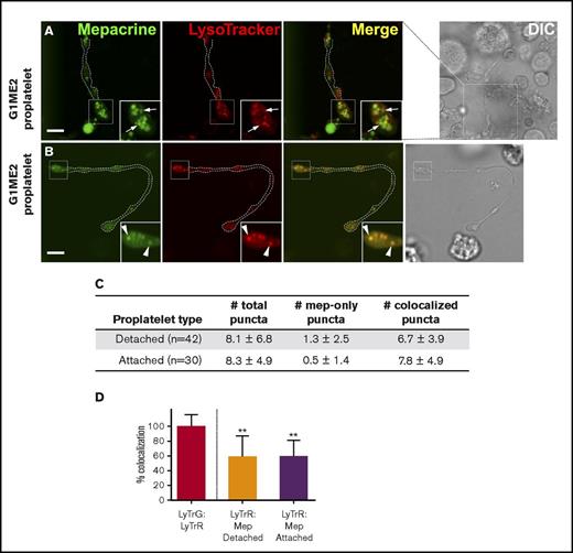 Figure 7. Structures labeled by mepacrine but not by LysoTracker are first observed in proplatelets. (A-B) G1ME2 cells differentiated for 5-6 days to proplatelets were incubated with 50 μM mepacrine (green) and 200 nM LysoTracker Red DND-99 (red) for 30 min. The panels show raw images of 2 G1ME2-derived proplatelet strings (G1ME2-proplatelet), magnified from the boxed region shown in the corresponding DIC images; the dotted white line in the fluorescent images indicates the outline of the proplatelet from the DIC image. Panel A depicts a proplatelet string with distinct mepacrine-containing compartments (arrows, in insets), and panel B demonstrates a proplatelet string only with puncta that label with both mepacrine and LysoTracker Red (arrowheads, in insets). Scale bars, 5 μm. (C) The number (mean ± SD) of total puncta and puncta labeled by mepacrine alone (mep-only puncta) or by both mepacrine and LysoTracker (coloc. puncta) were quantified per proplatelet string identified as detached or attached as indicated in the text. (D) Quantification of the percentage (mean ± SD) of mepacrine (Mep) labeling colocalized with LysoTracker Red (LyTrR) in detached (n = 42) and attached (n = 30) proplatelets, normalized to 100% for overlap of LysoTracker Red with LysoTracker Green DND-26 (LyTrG) in G1ME2-MK (n = 79). Proplatelets were imaged by spinning-disk confocal microscopy at room temperature with a Leica DMi8 inverted microscope equipped with a Hamamatsu Orca Flash 4 CMOS camera, a 100× Plan Apochromat objective lens (1.4 NA), and VisiVIEW imaging software. Imaging medium was IMDM. Mepacrine has an excitation/emission of 436/525 nm; LysoTracker Red excitation/emission: 577/590 nm. **P < .01. int., intensity.
