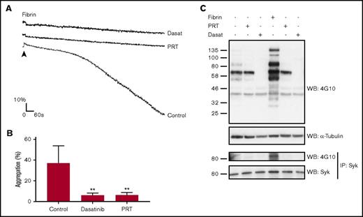 Figure 2. Fibrin induces Syk-dependent platelet activation and aggregation. (A) Platelets (500 × 109/L), pretreated where indicated with dasatinib (dasat; 3 μM) or PRT-060318 (10 μM), were stimulated with fibrin dispersed as a suspension. (B) The histogram represents 3 independent experiments. The results are shown as mean ± standard deviation. **P < .01. (C) Stimulations were stopped with addition of 2× lysis buffer. A sample of the whole-cell lysate (WCL) was removed, and the remaining lysate was used to immunoprecipitate (IP) Syk. WCLs and IPs were separated by SDS-polyacrylamide gel electrophoresis and western blotted (WB) for pTyr and Syk. The results are shown as a representative of 3 independent experiments.