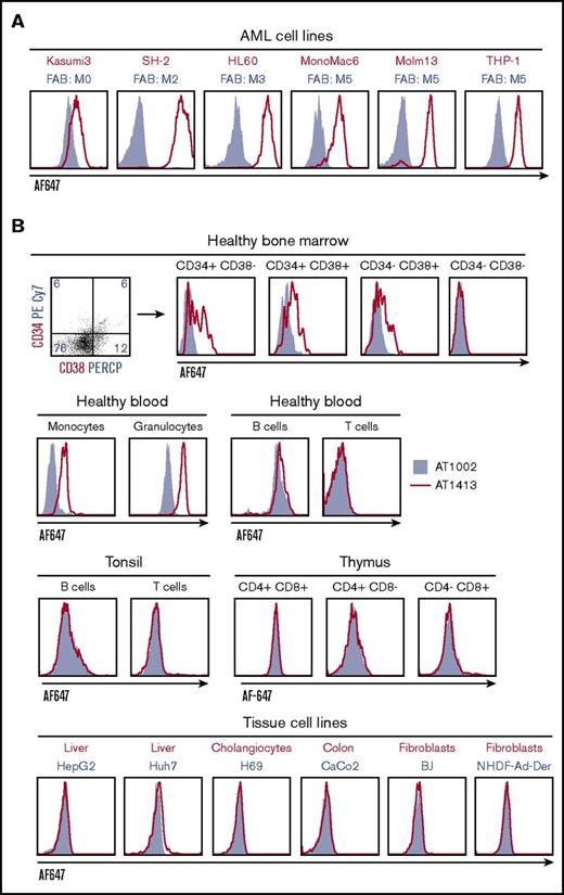 Identification of AML-specific B-cell clones. (A) Subcloning of miniculture 2K23 yielded an AML-specific clone, producing the antibody AT1413 that binds to AML cell lines (French-American-British classification M0-M5). In all experiments, the recombinant antibody was used. (B) AT1413 also bound to a subset of nonmalignant hematopoietic progenitor cells and to peripheral blood-derived nonmalignant monocytes and granulocytes. AT1413 did not bind to blood-, tonsil-, or thymus-derived mature and immature lymphoid cells, nor did it bind to the tissue cell lines HepG2 (liver), Huh7 (liver), H69 (cholangiocytes), Caco2 (colon), or BJ (foreskin fibroblasts), and primary cultured fibroblasts (normal human adult dermal fibroblasts). (C) Immunohistochemistry of AT1413-biotin with streptavidin-HRP as a secondary antibody confirmed binding to mononuclear cells in tonsil and demonstrated binding to endothelial cells in blood vessels and a punctuate staining pattern of macrophage-type cells in the liver. Biotin immunoreactivity of antibody shown with streptavidin-HRP and the peroxidase substrate diaminobenzidine (DAB). Scale bars, 50 μm. (D) Comparison of AT1413 staining to THP-1 cells (black triangles), granulocytes (white circles), and endothelial cells with FACS analysis. HUVEC, white diamonds; HAEC, white squares; BOEC, blood outgrowth endothelial cells, white triangles. The in-house generated influenza-specific antibody AT1002 was used as a negative control in A-C.