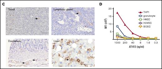 Identification of AML-specific B-cell clones. (A) Subcloning of miniculture 2K23 yielded an AML-specific clone, producing the antibody AT1413 that binds to AML cell lines (French-American-British classification M0-M5). In all experiments, the recombinant antibody was used. (B) AT1413 also bound to a subset of nonmalignant hematopoietic progenitor cells and to peripheral blood-derived nonmalignant monocytes and granulocytes. AT1413 did not bind to blood-, tonsil-, or thymus-derived mature and immature lymphoid cells, nor did it bind to the tissue cell lines HepG2 (liver), Huh7 (liver), H69 (cholangiocytes), Caco2 (colon), or BJ (foreskin fibroblasts), and primary cultured fibroblasts (normal human adult dermal fibroblasts). (C) Immunohistochemistry of AT1413-biotin with streptavidin-HRP as a secondary antibody confirmed binding to mononuclear cells in tonsil and demonstrated binding to endothelial cells in blood vessels and a punctuate staining pattern of macrophage-type cells in the liver. Biotin immunoreactivity of antibody shown with streptavidin-HRP and the peroxidase substrate diaminobenzidine (DAB). Scale bars, 50 μm. (D) Comparison of AT1413 staining to THP-1 cells (black triangles), granulocytes (white circles), and endothelial cells with FACS analysis. HUVEC, white diamonds; HAEC, white squares; BOEC, blood outgrowth endothelial cells, white triangles. The in-house generated influenza-specific antibody AT1002 was used as a negative control in A-C.
