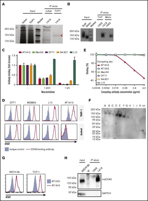 Figure 2. The target of AT1413 is a novel sialylated CD43 epitope (CD43s). (A) IP with biotin-labeled, sortase-tagged AT1413 of THP-1 or Jurkat lysate. Imperial Coomassie-stained gel. (B) Western blot analysis of the AT1413 and AT1002 immunoprecipitates of THP-1 and Molm13 lysates with Mem59 mouse-anti-human CD43 antibody. A vertical line has been inserted to indicate the repositioned marker lane. (C) Deglycosylation of THP-1 cells with neuraminidase (sialidase) abrogated binding of antibodies AT1413, Mem59, DF-T1, and 84-3C1 in a dose-dependent manner. Clone L10 does not target a sialylated epitope of CD43.36 (D) Staining of THP-1 and Jurkat cells with AT1413 and with the commercially available CD43-specific antibodies DF-T1, L10, and Mem59. (E) Competition experiment with AT1413 and commercially available CD43-specific antibodies. THP-1 cells were incubated with indicated antibodies, biotinylated AT1413 and streptavidin PECy7. AT1413 binding to THP-1 target cells was not affected by preincubation of the cells with commercially available CD43 antibodies, but was inhibited in a dose-dependent manner when THP-1 cells were preincubated with unlabeled AT1413. (F) Immunoprecipitation with AT1413 of truncated variants of THP-1 expressed FLAG-tagged CD43. Immunoblotting with FLAG antibody revealed binding of AT1413 to CD43 mutants A-F and no binding to mutants H-K. Truncations were performed as indicated in supplemental Figures 3 and 4. Ctr, control with GFP-transduced THP-1 cells. (G) AT1413 (2.5 µg/mL) binding of the human cell line THP-1 and the murine AML cell line WEHI-3b. (H) Western blot analysis of the AT1413 and AT1002 immunoprecipitates of the mouse AML cell line WEHI-3b lysate with anti-mouse CD43 antibody.