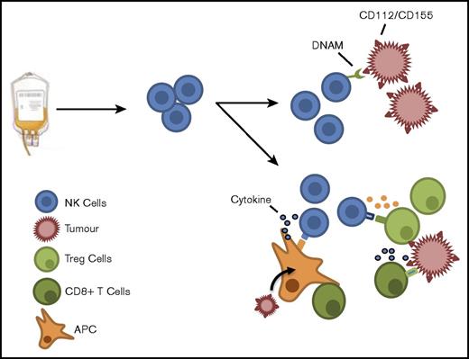 Figure 5. NK cells from the stem cell product may act in either a direct or indirect manner to produce a GVL effect. Residual tumor cells may potentially be eliminated via engagement of DNAM on NK cells with ligands on the tumor cell. In addition, NK cells may act indirectly to boost the alloreactive T-cell response by influencing the immune environment through cytokine release or modulation of host regulatory cell function.