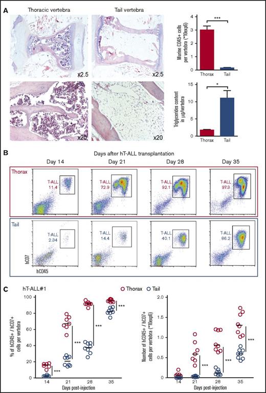 Figure 1. Kinetics of hT-ALL#1 engraftment in thoracic and tail vertebrae BM. (A, left) Hematoxylin and eosin histology staining of thoracic or tail vertebrae from NSG mice. (A, right) Absolute number of murine CD45+ hematopoietic cells per thoracic or tail vertebra (n = 15 per site) and triglyceride content of thoracic or tail vertebra (n = 4 per site). (B) Flow cytometry plots of hT-ALL#1 engraftment in thoracic or tail vertebrae as a function of time. (C) Kinetic analysis of hT-ALL#1 engraftment in thoracic or tail BM after injection of 106 primary hT-ALL cells per mice. (Left) Percent of leukemic cells. (Right) Absolute leukemic cell numbers. Two mice (3 to 6 vertebrae per niche and per mice) were euthanized per time point until signs of illness were observed. hT-ALL infiltration was evaluated among Ter119− cells. Other kinetic analyses are provided in supplemental Figure 1B-C. Statistics are calculated according to nonparametric Mann-Whitney U test (*P < .05; ***P < .001).