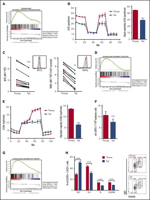Figure 4. Microarray expression analyses reveal the low mitochondrial respiration, low glycolysis, and delayed cell-cycle progression of tail-derived hT-ALL. Microarrays of thorax- or tail-derived hT-ALL were performed in 3 hT-ALL (#1, #3, #10). (A) Gene set enrichment analysis (GSEA) (Affymetrix arrays) for hallmark oxidative phosphorylation in thorax- or tail-derived hT-ALL. (B, left) OCR measured in thorax- and tail-derived hT-ALL#1 using XFp Analyzer (Seahorse Bioscience). (B, right) Basal respiration (OCR) for 4 experiments. (C, left) Comparison between MFI of MTG from thorax- and tail-derived hT-ALL (4 hT-ALL, 14 mice). (C, right) Comparison between MFI of TMRE from thorax-derived and tail-derived hT-ALL (2hT-ALL, 10 mice). (D) GSEA for Hallmark glycolysis in thorax-derived or tail-derived hT-ALL. (E, left) ECAR measured in thorax-and tail-derived hT-ALL#1 using XFp Analyzer. (E, right) Glycolytic capacity (ECAR) for 2 hT-ALL. (F) Comparison between G6PD activity in thorax- and tail-derived hT-ALL#3 for 3 mice. (G) GSEA for hallmark E2F targets in thorax- or tail-derived hT-ALL. (H, left) Leukemic cells in G0, G1, S, and G2/M phases across hT-ALL samples (6 hT-ALL, 20 mice). (H, right) Ki67-Hoechst cell-cycle analysis by flow cytometry for thorax- or tail-derived hT-ALL#1. Statistics are calculated according to nonparametric Wilcoxon or Mann-Whitney U test (**P < .01; ***P < .001; ****P < .0001). FDR, false discovery rate.