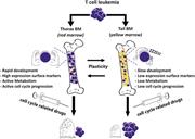 Graphical abstract for: Bone marrow sites differently imprint dormancy and chemoresistance to T-cell acute lymphoblastic leukemia;