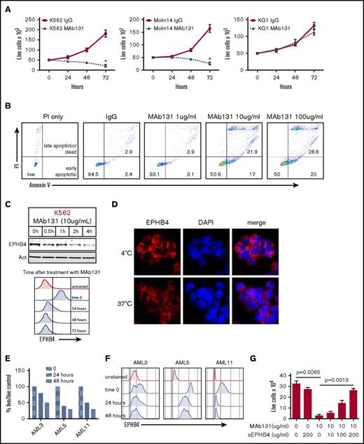 Figure 2. EPHB4 in AML can be targeted with a monoclonal antibody (MAb131). (A) EPHB4+ leukemia cells (K562 and Molm14) and EPHB4– (KG1) cells treated with 1 dose of MAb131 at time 0 and cultured under normal conditions. Live cells were counted by trypan blue exclusion at specified time points. MAb131 treatment reduced cell growth in EPHB4+ cells only. The average counts from 3 separate experiments are displayed, and error bars represent standard error of the mean. P values were calculated at 72 hours by pairwise comparison between control IgG-treated and MAb131-treated cells. *P < .01. (B) MAb131 induces apoptosis in EPHB4+ leukemia cells. K562 cells were treated with MAb131 (1, 10, and 100 μg/mL) and assayed for apoptosis by Annexin V/PI staining. The percentage of cells live (double negative), early apoptotic (Annexin V+/PI+), and late apoptotic/dead (Annexin V+/PI+) are noted. (C) K562 cells were treated with MAb131 and harvested for protein analysis by immunoblot (top) or by flow cytometry (bottom). MAb131 treatment causes loss of cell surface EPHB4 and degradation of total EPHB4 in cells. (D) K562 cells were treated with Alexa 488–labeled MAb131 and incubated at 37°C and 4°C for 1 hour, followed by imaging (40× objective). Incubation at 4°C (top) prevents the internalization and degradation of EPHB4, as evidenced by the bright cell surface staining, whereas incubation at 37°C (bottom) leads to internalization of labeled antibody and decreased overall staining. (E) EPHB4+ primary AML blasts (n = 3) were treated with MAb131. Live cells were counted on a hemacytometer by trypan blue exclusion at 24 and 48 hours and normalized to untreated controls. Treatment with MAb131 lead to increased cell death in primary AML samples. (F) Primary AML samples were treated with MAb131 and show downregulation of cell surface EPHB4 as measured by flow cytometry. (G) K562 cells were treated with increasing concentrations of soluble EPHB4, which blocks the cytotoxic effect of MAb131, confirming that MAb131 effects are due to EPHB4 binding and not off-target effects. Cells were treated and live cells counted by trypan blue exclusion at 72 hours. The average counts from 3 separate experiments are displayed, and error bars represent the standard error of the mean. P values for selected pairwise comparison are noted on the chart.