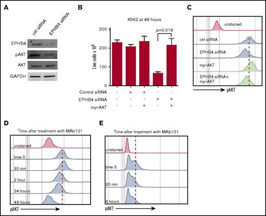 Figure 3. EPHB4 promotes AML survival through AKT signaling. (A) K562 cells were transduced with siRNA against EPHB4 and analyzed for EPHB4, pAKT, and total AKT at 48 hours. pAKT levels were reduced in EPHB4 knockdown cells as measured by immunoblotting, whereas total AKT levels were unchanged. (B) K562 cells were co-transduced with siRNA against EPHB4 and/or the constitutively active form of AKT (myr-AKT). Expression of myr-AKT restores cell growth and survival after EPHB4 knockdown. The average counts from 3 separate experiments are displayed, and error bars represent the standard error of the mean. (C) Levels of AKT activation in cells treated in Figure 3B as measured by phosphor-flow for pAKT. (D) K562 cells were treated with MAb131, and pAKT was measured by flow cytometry at various time points. At 30 minutes after treatment, a transient increase in pAKT was observed due to EPHB4 activation by MAb131, followed by a decrease in pAKT as EPHB4 activity was lost. (E) Primary AML blasts (unstimulated) treated with MAb131 show decreased pAKT after treatment with MAb131.