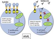 Graphical abstract for: EPHB4 is a therapeutic target in AML and promotes leukemia cell survival via AKT;