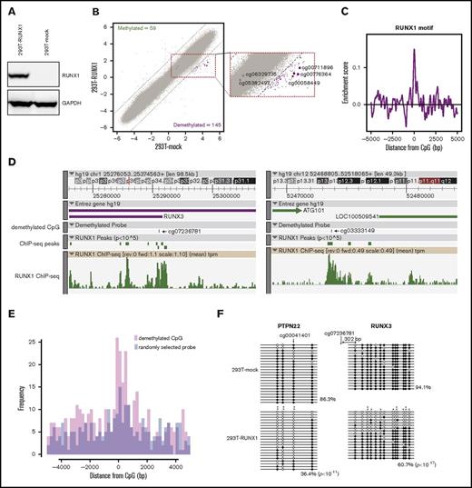 Figure 1. Induction of DNA demethylation by RUNX1 overexpression. (A) Confirmation of RUNX1 overexpression by western blotting. (B) Scatter plot showing DMCs caused by RUNX1 overexpression in 293T cells. x- and y-axes show M-values for 293T-mock and RUNX1-overexpressing 293T (293T-RUNX1) cells, respectively. Dashed lines represent ΔM borders of >2. Green, purple, and gray dots represent significantly methylated, demethylated, and insignificant probes, respectively. Numbers of DMCs are shown in the upper left (methylated) and bottom right (demethylated). Larger purple and gray dots represent targets and controls of qMSP analysis (Figures 2B and 4G; supplemental Figure 2). An enlarged view of the area surrounded by dashed red lined is shown in the left, and probe identifications of the targets and controls of qMSP analysis are labeled. (C) Distribution of enrichment scores for RUNX1-binding motifs within ±5000 bp of demethylated CpGs in RUNX1-overexpressing 293T cells. x- and y-axes indicate distance from probe CpG position and enrichment score, respectively. (D) ZENBU browser screenshots showing typical relationships between RUNX1 binding and the demethylated CpGs at cg07236781 (left) and cg03333149 (right) regions in RUNX1-overexpressing 293T cells. Demethylated CpG tracks show positions of demethylated CpG. ChIP-seq peaks and ChIP-seq tracks show the peak positions and tag per million (tpm), respectively. (E) A histogram showing distribution of RUNX1 ChIP-seq peaks in RUNX1-overexpressing 293T cells around demethylated CpGs (pink) and randomly selected probes (blue). Overlapped regions are shown as purple. x- and y-axes show distance from CpG (bp) and frequency of ChIP-seq peak, respectively. (F) DNA methylation patterns of PTPN22 and RUNX3 regions were determined using bisulfite sequencing in mock vector overexpressing 293T cells (293T-mock) and RUNX1-overexpressing 293T cells (293T-RUNX1). Horizontal lines show sequencing results for each subclone. Arrows represent positions of demethylated probes that were identified by methylation arrays. Circles represent cytosines of CpGs: black, methylated; white, unmethylated. Significant demethylation: *P < .05; **P < .01. Percentages and P values are shown at the bottom right. Percentages of methylated cytosines among all cytosines in the target region of all measured subclones were compared using Fisher’s exact test.