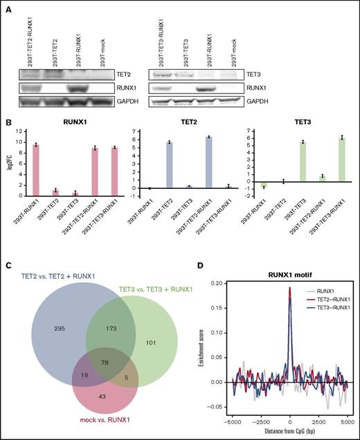 Figure 3. TETs enhance RUNX1-mediated DNA demethylation. (A) Confirmation of RUNX1, TET2, and TET3 overexpression in mock vector–overexpressing (293T-mock), RUNX1-overexpressing (293T-RUNX1), TET2-overexpressing (293T-TET2), TET3-overexpressing (293T-TET3), TET2 and RUNX1–co-overexpressing (293T-TET2-RUNX1), and TET3 and RUNX1–co-overexpressing (293T-TET3-RUNX1) 293T cells by western blotting. Immunoblotting for GAPDH is internal control. (B) Confirmation of RUNX1 (left), TET2 (middle), and TET3 (right) overexpression by qRT-PCR. y-axis represents average log2 fold change (FC) compared with mock vector–transduced cells. The error bars were SD. The experiments were performed in 3 biological replicates. (C) Overlap of demethylated CpGs between TET2-overexpressing and TET2 + RUNX1–overexpressing cells (TET2 vs TET2 + RUNX1) (blue), between TET3-overexpressing and TET3 + RUNX1–overexpressing cells (TET3 vs TET3 + RUNX1) (green), and between mock- and RUNX1-overexpressing cells (mock vs RUNX1) (red). The size of each circle represents total number of the demethylated CpGs. (D) Distribution of enrichment scores for RUNX1-binding motif within ±5000 bp from demethylated CpGs in TET2- and RUNX1-overexpressing 293T cells (red line), TET3- and RUNX1-overexpressing 293T cells (blue line), and RUNX1-overexpressing 293T cells (gray line). x- and y-axes show distance from CpG (bp) and enrichment score of RUNX1-binding motif, respectively.