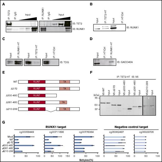 Figure 4. Physical interactions between RUNX1 and DNA demethylation proteins. (A) Co-IP of endogenous RUNX1 or TET2 followed by western blotting in Jurkat. Input indicates 0.05%, 0.1%, and 1% (from left) of nonimmunoprecipitated cell lysate; IgG, control IP with isotype antibody; IB, immunoblot. (B) HT-based co-IP of HaloTag-fused TET2 (TET2-HT) in TET2-HT and RUNX1 co-overexpressing 293T cells (left) and of HaloTag (HT-ctrl) in HT-ctrl and RUNX1 co-overexpressing 293T cells (right) followed by western blot for RUNX1 protein. (C) HT-based co-IP of HaloTag-fused RUNX1 (RUNX1-HT) in RUNX1-HT and TDG co-overexpressing 293T cells (left), of TET2-HT in TET2-HT and TDG co-overexpressing 293T cells (center), and of HT-ctrl in HT-ctrl and TDG co-overexpressing 293T cells (right) followed by western blotting for TDG protein. (D) HT-based co-IP of RUNX1-HT in RUNX1-HT and GADD45A co-overexpressing 293T cells and of HT-ctrl in HT-ctrl and GADD45A co-overexpressing 293T cells followed by western blotting for GADD45A protein. (E) Schematic representation of RUNX1 deletion mutants. RUNT (red) and TA (light red) denote RUNT DNA-binding and transactivation (TA) domains, respectively. The deleted portions are shown as ranges of amino acid position in the left of each schematic. (F) HT-based co-IP of TET2-HT in TET2-HT and the RUNX1 deletion mutant co-overexpressing 293T cells followed by western blot for V5-tag. The y-axis represents molecular weight. (G) qMSP analysis in RUNX1 deletion mutants overexpressing 293T cells for 3 RUNX1-mediated DNA demethylation target regions (blue) and 2 randomly selected control regions (light blue). Horizontal axes represent methylation percentages with SD. The experiments were performed in 3 biological replicates. WT, wild type.
