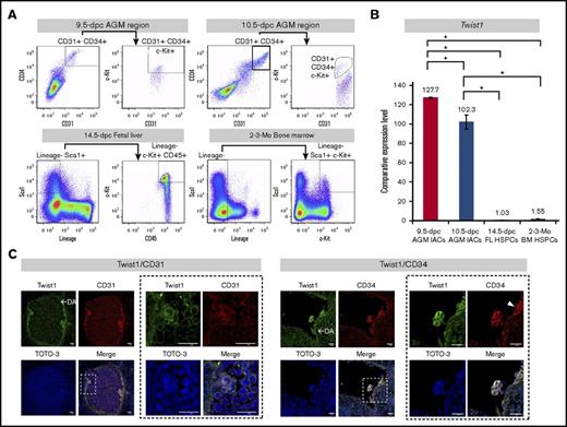 Figure 1. IACs express Twist1 at midgestation in mice. (A) Flow cytometric analysis of HSPCs over the course of development. Single cell suspensions of the caudal portion of embryos containing the p-Sp/AGM region at 9.5 dpc (upper left) and 10.5 dpc (upper right) were prepared. Cells expressing both CD31 and CD34 were gated first, and then among those cells, c-Kit+ cells were analyzed. FL cells at 14.5 dpc (lower left) were also prepared. Lineage−Sca1+ cells were gated first, and then among them, c-Kit+ and CD45+ cells were analyzed. BM cells at 2 to 3 months old (lower right) were prepared. Lineage− cells were gated, and c-Kit+ and Sca1+ cells were analyzed among Lineage− cells. Images are representative of 3 independent flow cytometric analyses (n = 3). (B) Twist1 expression in HSPCs. RNA was extracted from sorted HSPCs at 9.5-dpc and 10.5-dpc AGM region, 14.5-dpc FL, and 2- to 3-month-old BM shown in panel A, and Twist expression assessed using a TaqMan probe. Comparative expression levels were calculated using the 2−ΔΔCT method. The 14.5-dpc FL HSPC sample served as a reference. Data shown are means ± SD of technical triplicate samples. *P < .05. (C) Confocal images of IACs expressing Twist1, CD31, and CD34 in AGM. AGM region sections were prepared from C57BL/6 mouse embryos at 10.5 dpc, stained with indicated antibodies, and observed by confocal microscopy. Left panels show Twist1 (green), CD31 (red), and TOTO-3 (blue) staining. Right panels show Twist1 (green), CD34 (red), and TOTO-3 (blue) staining. Magnified views of respective dashed boxes are shown adjacent at right. Bars represent 20 μm for all panels.