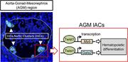 Graphical abstract for: Twist1 regulates embryonic hematopoietic differentiation through binding to <em>Myb</em> and <em>Gata2</em> promoter regions;