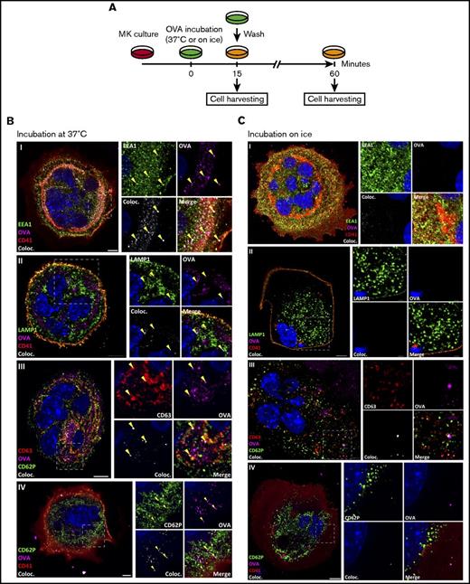 Figure 1. MKs endocytose OVA. As described in the timeline (A), MKs were pulsed with fluorescent OVA for 15 minutes at 37°C (B) or on ice (C) and the cells were either fixed immediately or incubated for an additional 60 minutes. After pulse, OVA was tested for colocalization with the endosomal marker early endosome antigen 1 (EEA1) (I), lysosomal marker lysosome-associated membrane glycoprotein 1 (LAMP1) (II), and multivesicular body marker CD63 (III), and, after 60 minutes, with α-granule marker CD62P (IV). The colocalization (Coloc.) channel was reconstructed in silico based on the colocalizing voxels (3-dimensional pixels) of OVA and each marker and summarizes the colocalization in each condition. Yellow arrows highlight some of the colocalizations in each panel. (Zeiss LSM 700 confocal microscope, oil-immersion objective 63×; whole cell scale bar = 10 µm, region of interest scale bar = 2 µm.)